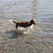 Welsh springer spaniel Lloer's Tale of Gold *Sally*
