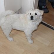 Blanding af racer Zuka