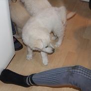 Blanding af racer Zuka