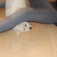 Blanding af racer Zuka