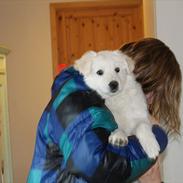 Blanding af racer Zuka