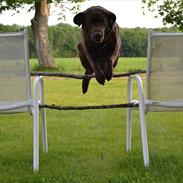 Labrador retriever Anna bell