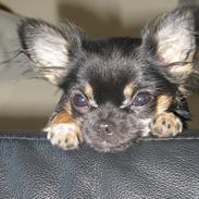 Chihuahua Mini's for you Zille