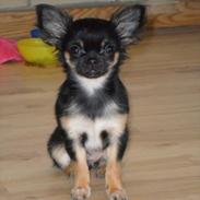 Chihuahua Mini's for you Zille