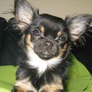 Chihuahua Mini's for you Zille