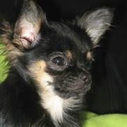 Chihuahua Mini's for you Zille