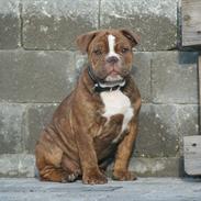 Olde english bulldogge Østergaard`s Chico