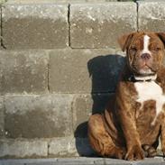 Olde english bulldogge Østergaard`s Chico