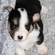 Welsh corgi cardigan Vistruphus Diva