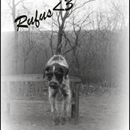 Ruhåret hønsehund Rufus