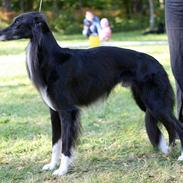 Silken Windhound Windspirit Brendan