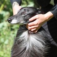 Silken Windhound Windspirit Brendan