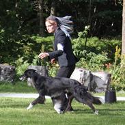 Silken Windhound Windspirit Brendan