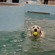 Golden retriever Unique