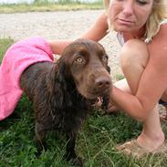 Engelsk springer spaniel Freja.