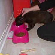 Engelsk springer spaniel Freja.