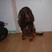 Engelsk springer spaniel Freja.