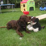 Engelsk springer spaniel Freja.
