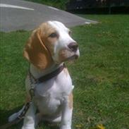 Beagle Victor