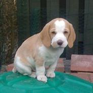 Beagle Victor