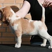 Beagle Victor