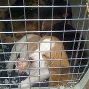 Beagle Victor