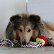 Shetland sheepdog Oscar aka. Vaps