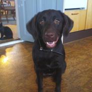 Labrador retriever Tanni