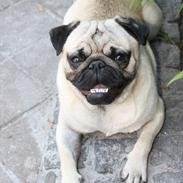 Mops Gizmo
