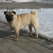 Mops Gizmo