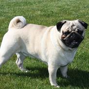 Mops Gizmo