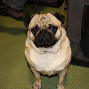 Mops Gizmo