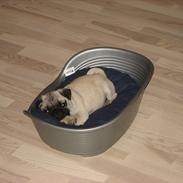 Mops Gizmo