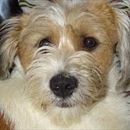 Blanding af racer Terkel