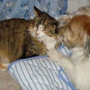 Blanding af racer Terkel