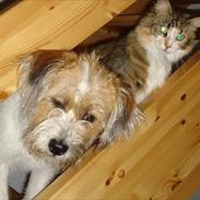 Blanding af racer Terkel