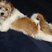 Blanding af racer Terkel