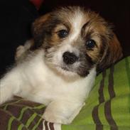 Blanding af racer Terkel