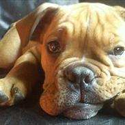 Olde english bulldogge Max