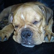 Olde english bulldogge Max