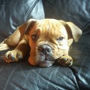 Olde english bulldogge Max