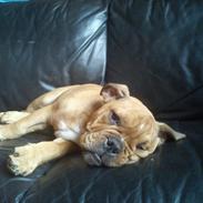 Olde english bulldogge Max