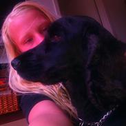 Cocker spaniel Simba 