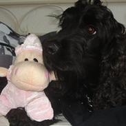 Cocker spaniel Simba 