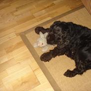 Cocker spaniel Simba 