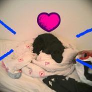 Cocker spaniel Simba 