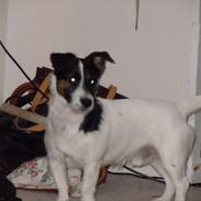 Jack russell terrier Buddy