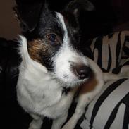 Jack russell terrier Buddy