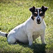 Jack russell terrier Sally