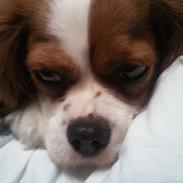 Cavalier king charles spaniel Lucy